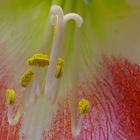 Amaryllis II