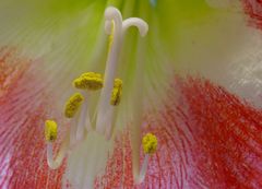 Amaryllis II