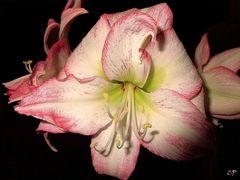 Amaryllis II