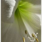 Amaryllis II