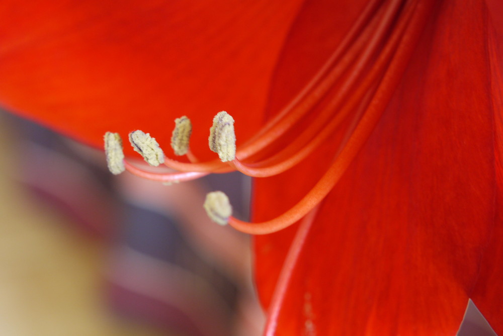 Amaryllis II