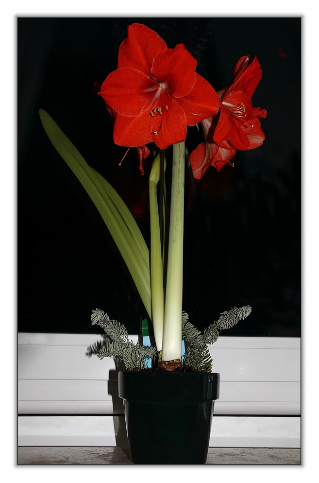 Amaryllis II