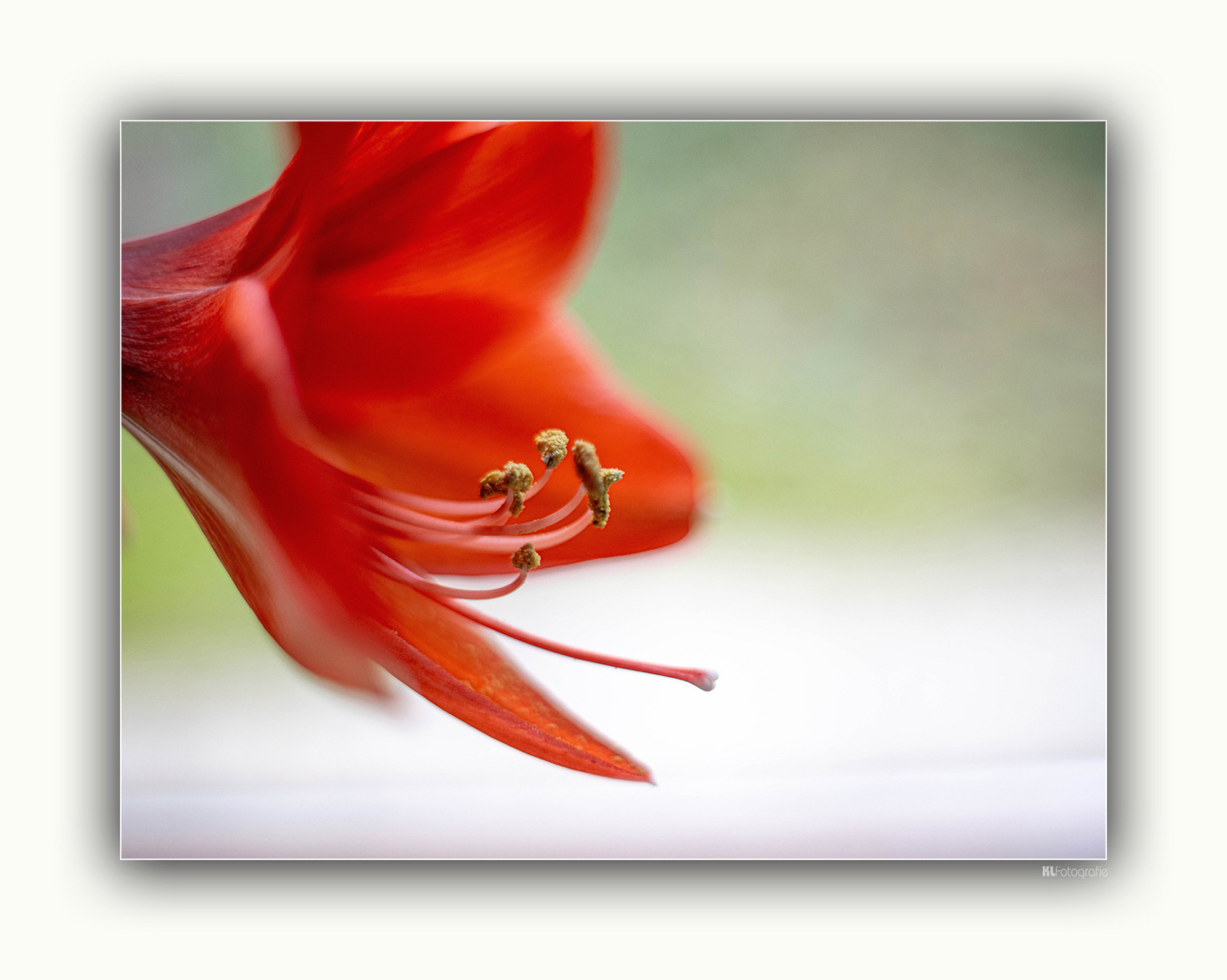 Amaryllis II...