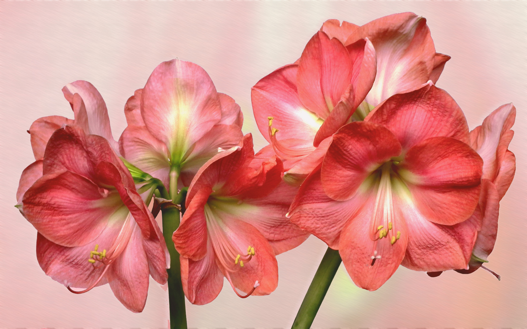 Amaryllis II