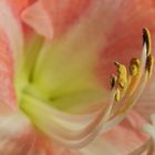 Amaryllis II