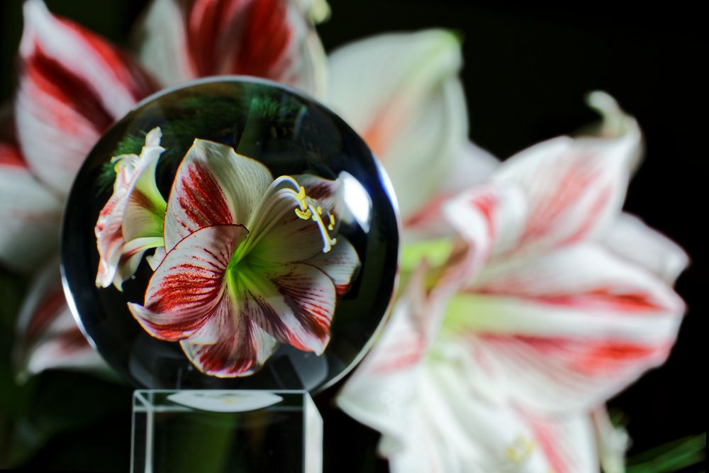 Amaryllis II