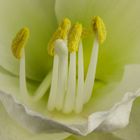 Amaryllis II