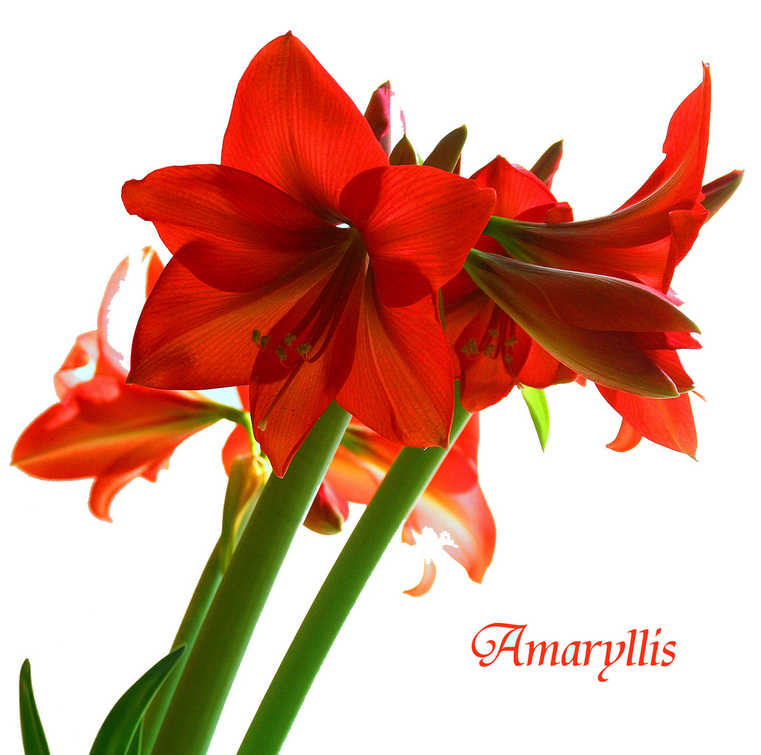 Amaryllis II