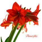 Amaryllis II