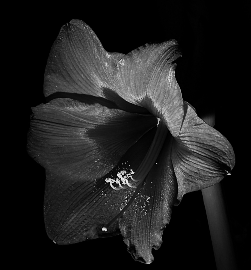 Amaryllis II