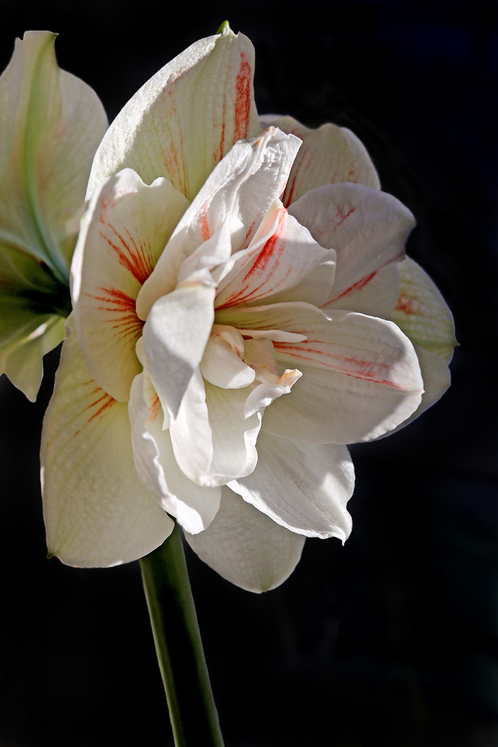 Amaryllis II