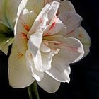 Amaryllis II