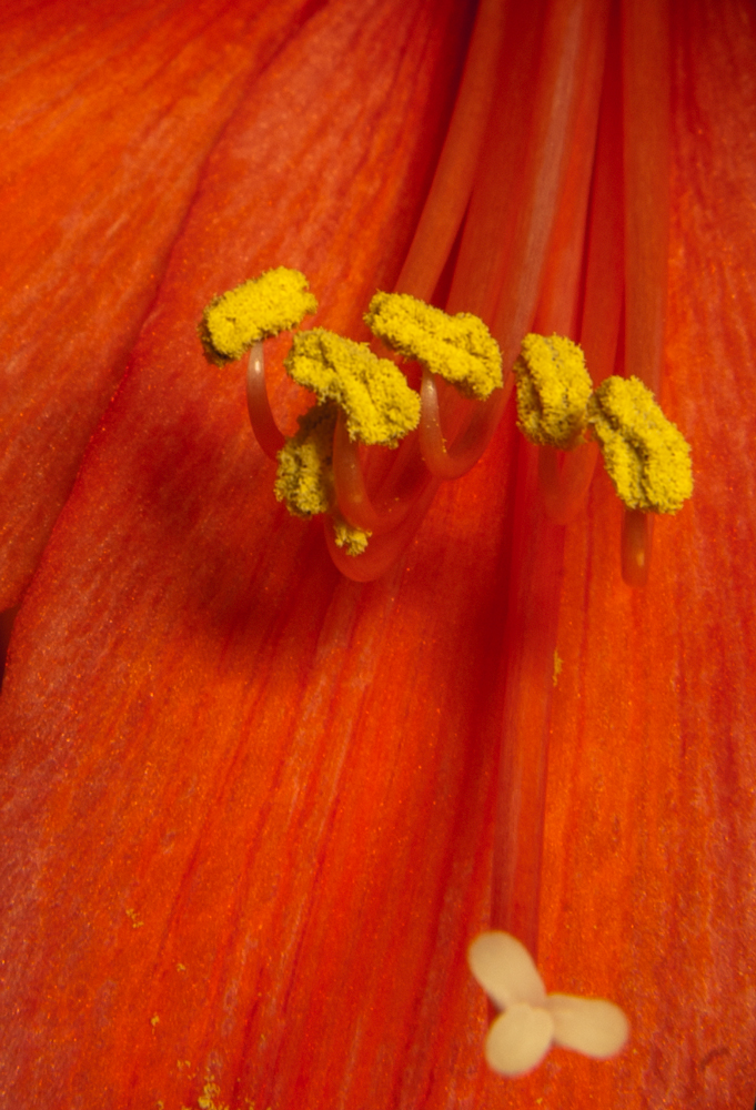 Amaryllis II