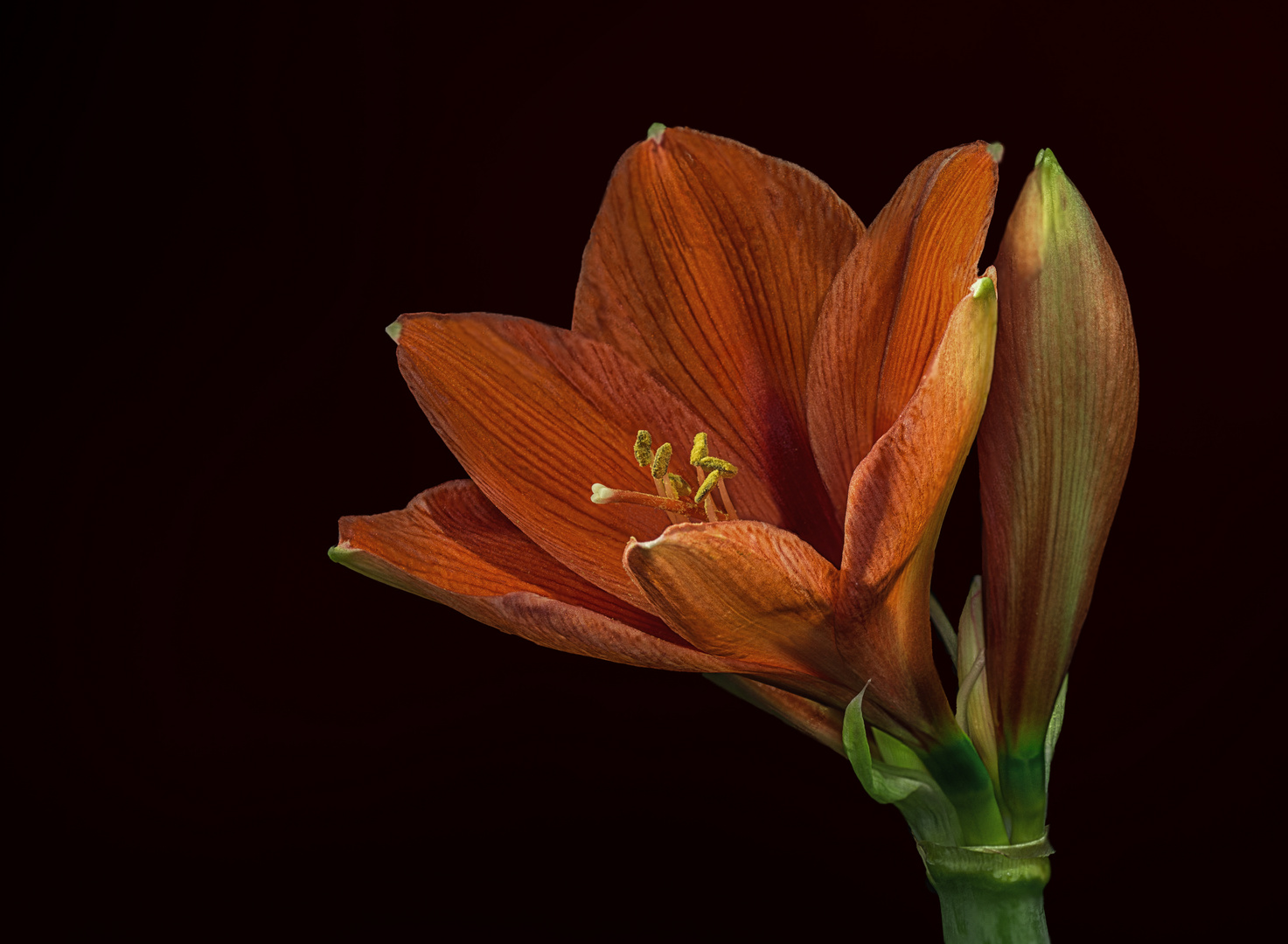 Amaryllis II. (mit Erläuterung zum Bild Amaryllis I.)