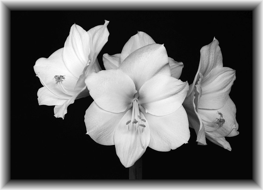 Amaryllis III