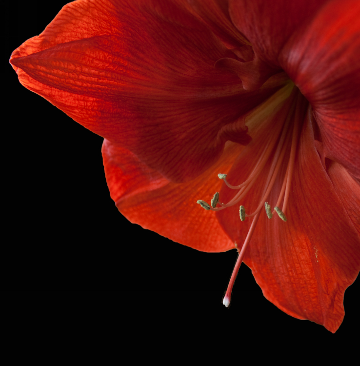 Amaryllis III