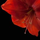 Amaryllis III