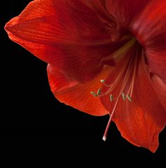 Amaryllis III