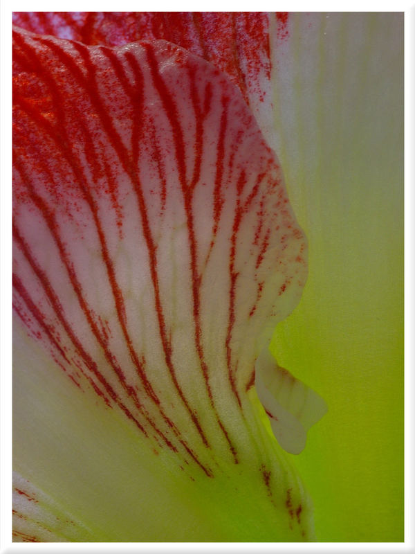 Amaryllis III