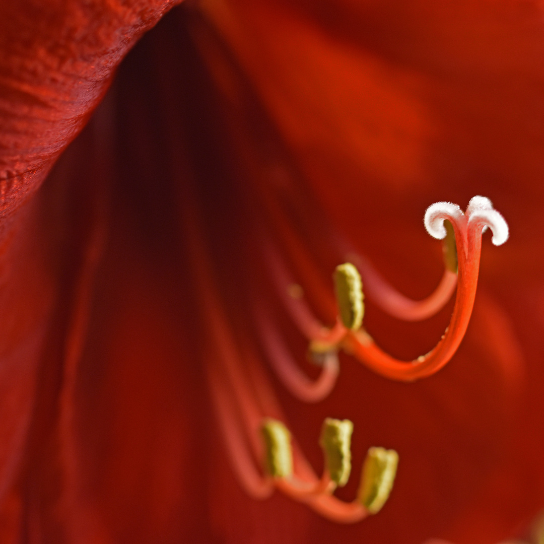 Amaryllis (III)