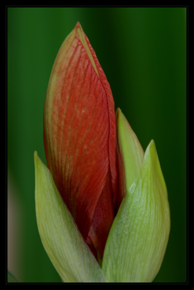 Amaryllis III