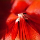 Amaryllis III