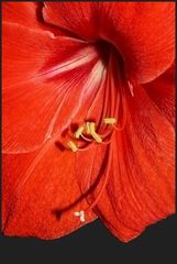 Amaryllis III