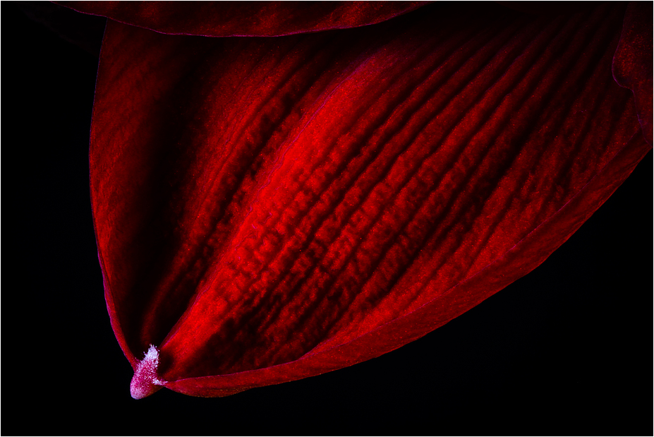 AMARYLLIS III