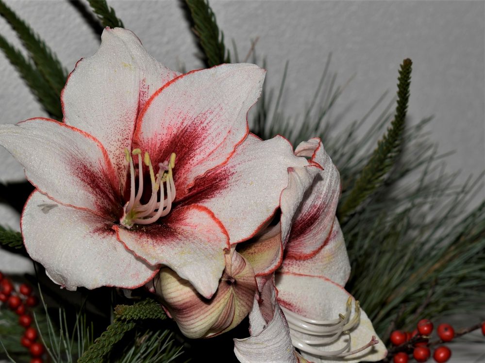 Amaryllis im Advent