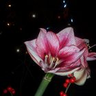 Amaryllis im Advent