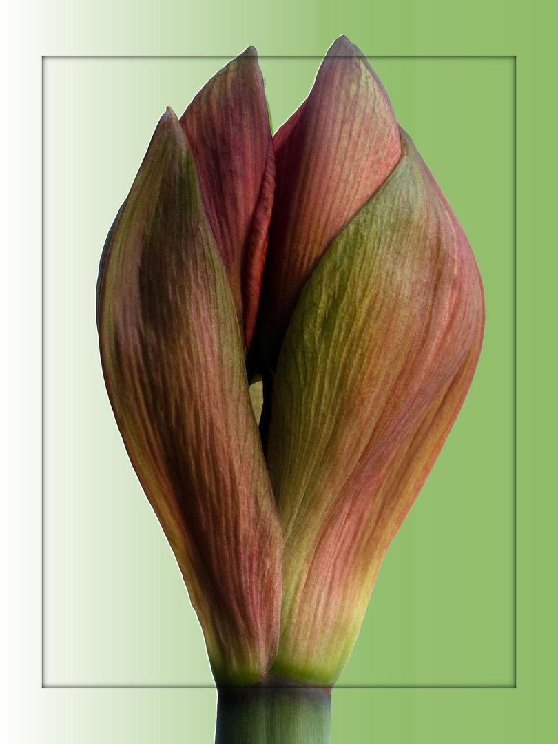 Amaryllis im Aufblühen