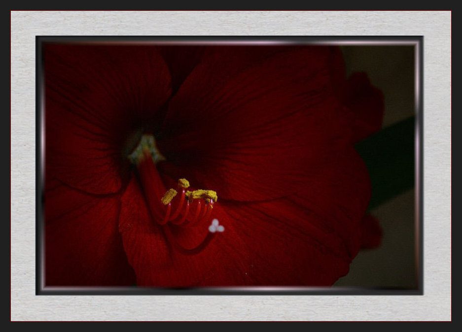 Amaryllis im August