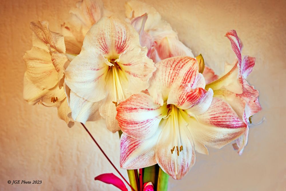 Amaryllis im Büro