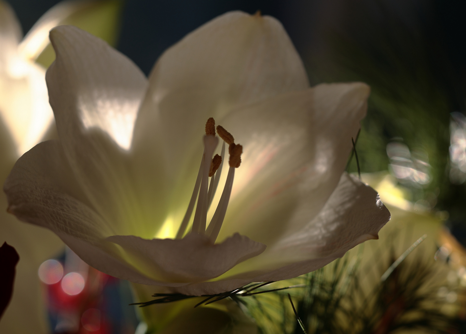  Amaryllis im Gegenlicht