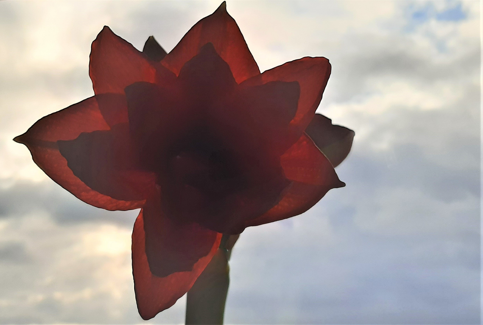 Amaryllis im Gegenlicht