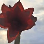 Amaryllis im Gegenlicht