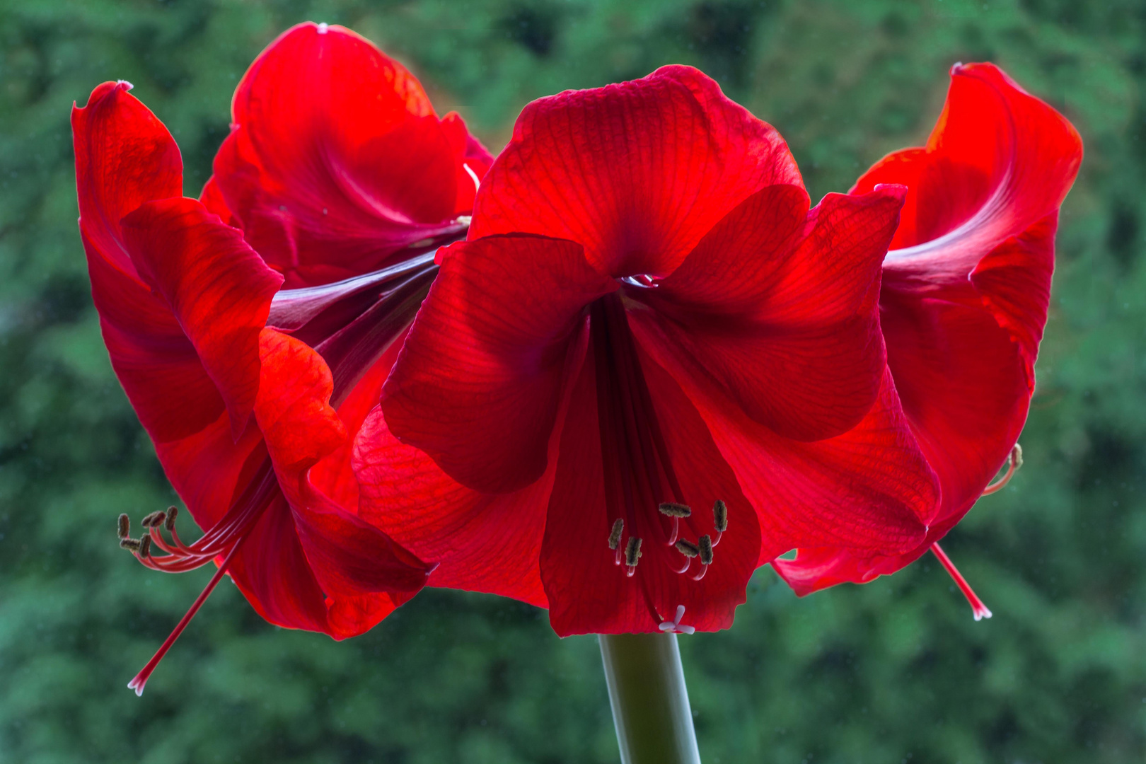 Amaryllis im Gegenlicht