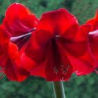 Amaryllis im Gegenlicht