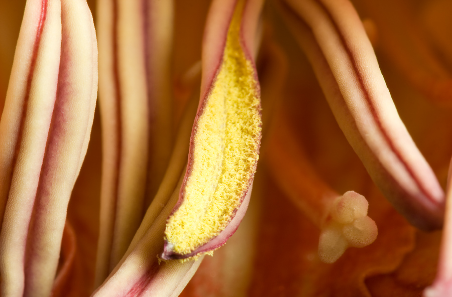 Amaryllis im großen Detail