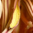 Amaryllis im großen Detail