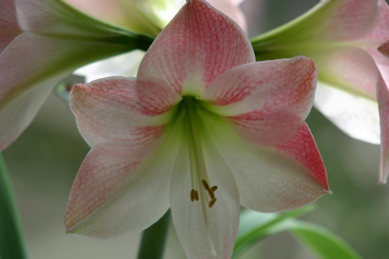 Amaryllis im März