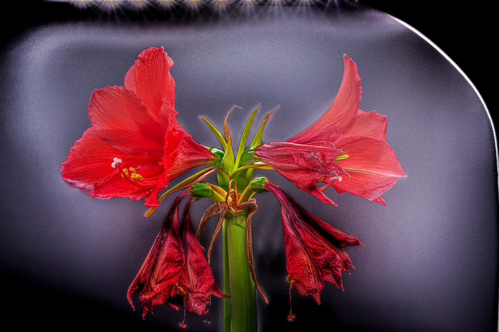 Amaryllis im Rampenlicht