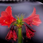 Amaryllis im Rampenlicht