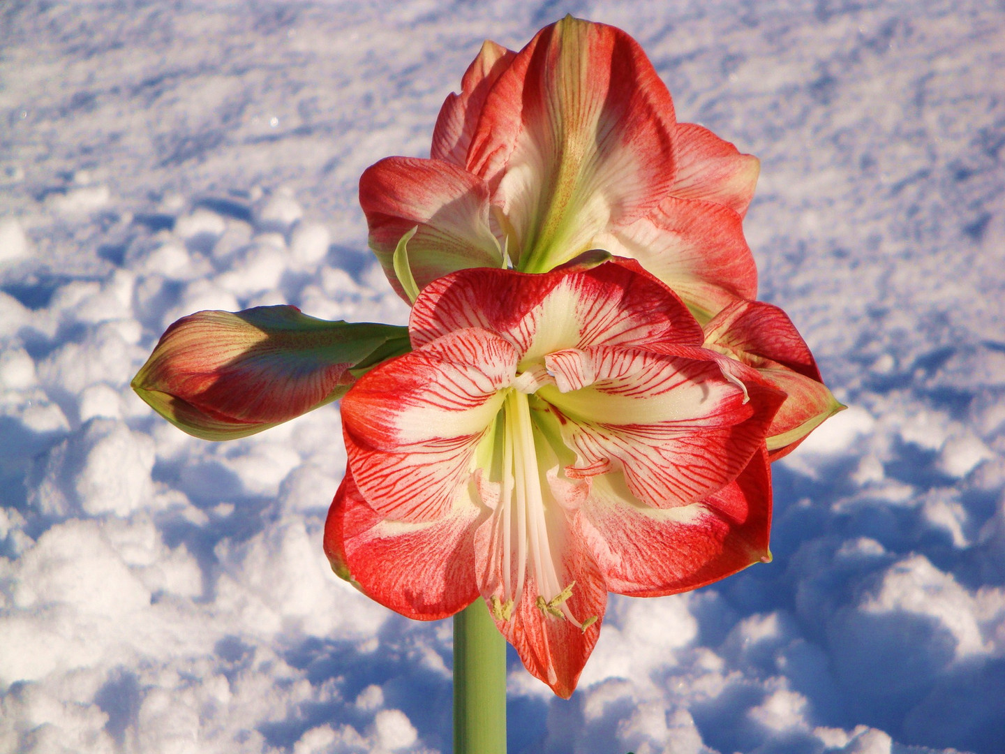 Amaryllis im Schnee