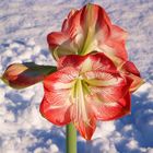 Amaryllis im Schnee