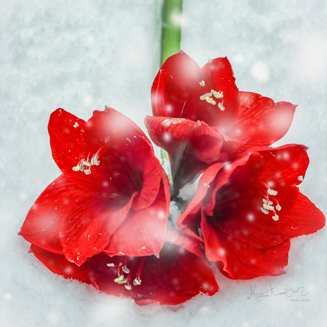 Amaryllis im Schnee