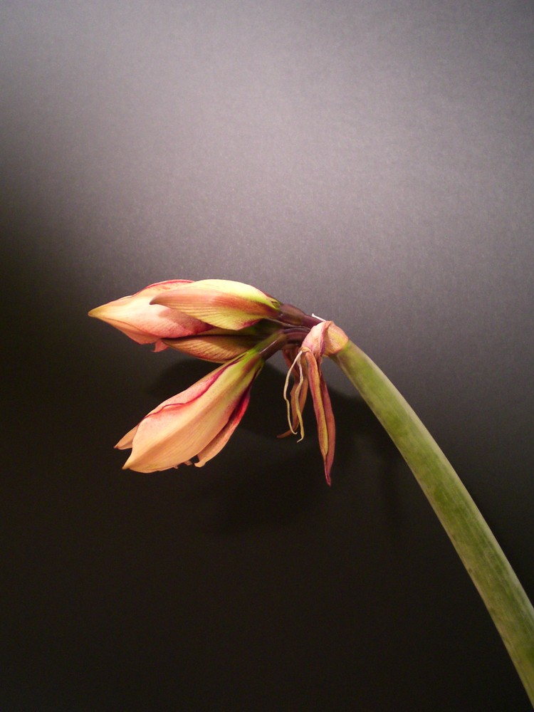 Amaryllis im Studio