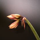 Amaryllis im Studio