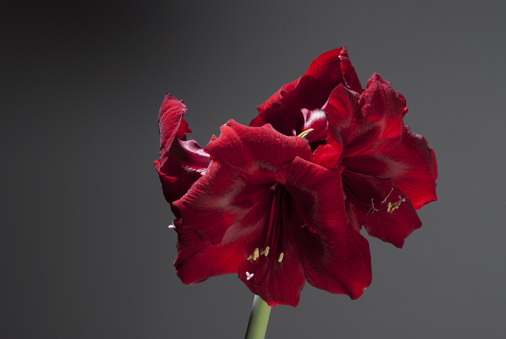 Amaryllis im Studio