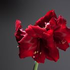 Amaryllis im Studio